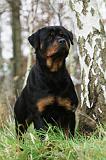 ROTTWEILER 424
